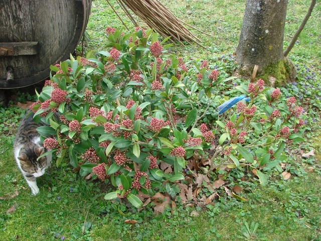 skimija